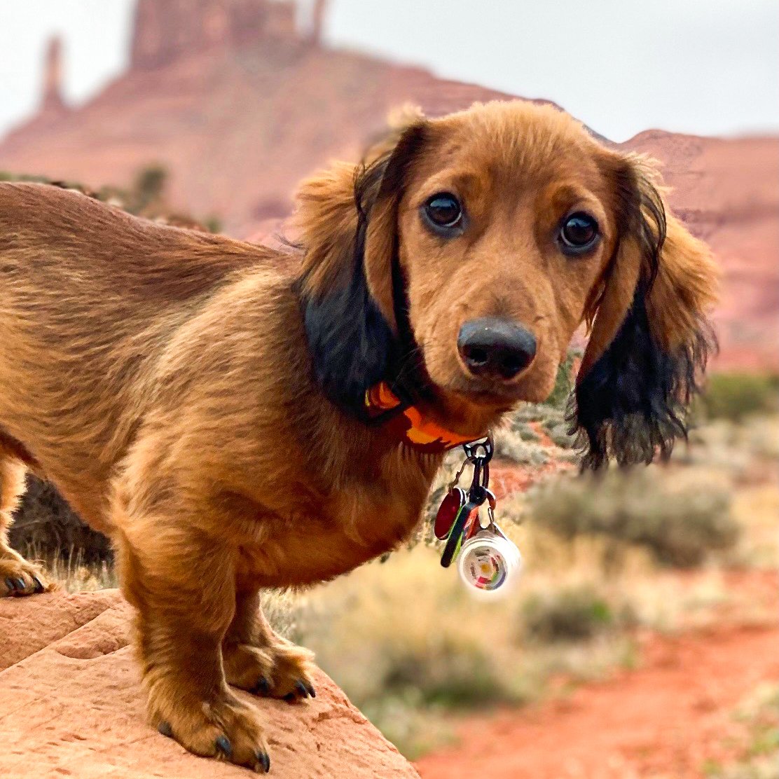 Norbert, the Nokhu Vans dachshund supervisor